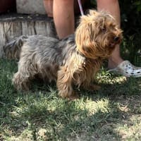 Timna liebe Hundeomi sucht Zuhause, Hündin zur Adoption