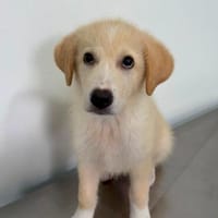 Rudolf, kleiner Welpe sucht neue Familie, Hund zur Adoption