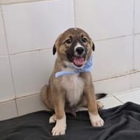 Divo ist ein lieber, süßer Kerl, Hund zur Adoption