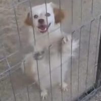 Simba 30 cm (Pflegestelle), Hund zur Adoption