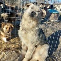 Amigo  55 cm (Pflegestelle), Hund zur Adoption