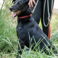 Kormos-VA aktiver Entdecker sucht 🏡, Hund zur Adoption