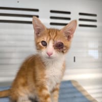 BILLY, chat à adopter