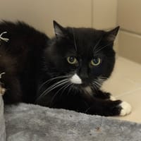 Pupuc CAB5908, chat à adopter