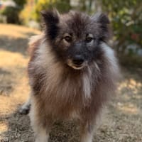 Shazam CAA15724, chienne à adopter