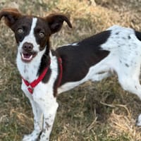 Calina CAA15734, chienne à adopter