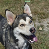 KENDJI, chien à adopter