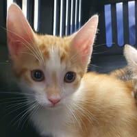 EIGHT CHA, chat à adopter