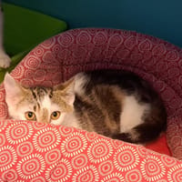 RISSER, chat à adopter