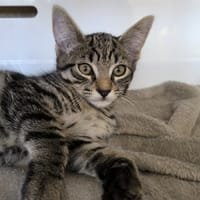 BELLA, chatte à adopter