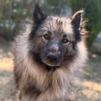 Souky CAA15722, chienne à adopter