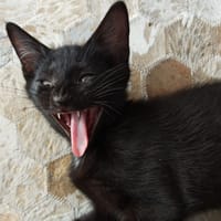 FOUT, chat à adopter