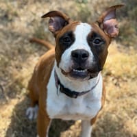 Ruby CAA15733, chienne à adopter