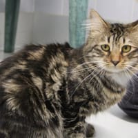 MOUSTIQUE, chat à adopter