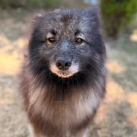 Sanka CAA15723, chienne à adopter