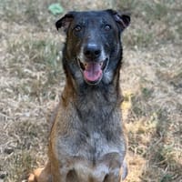 Laika CAA15732, chienne à adopter