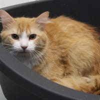 PASSION, chat à adopter