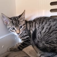 BIJOU, chat à adopter