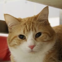 ABRICOT, chat à adopter