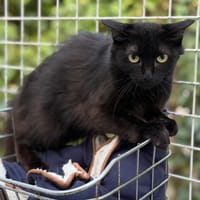 Linoa CAB5880, chatte à adopter