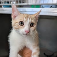 SUSHI, chat à adopter