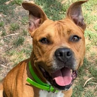 RICCI, chien à adopter