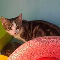 RONALDO, chat à adopter