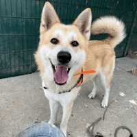 KAWAÏ, chien à adopter
