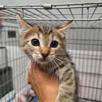 ROCKET, chatte à adopter