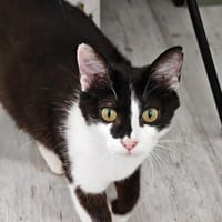 MISTAKE, chatte à adopter