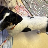 ROMY PAA24298, chien à adopter