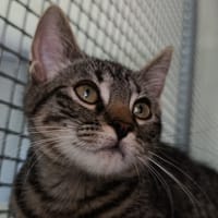 TIGROU, chat à adopter