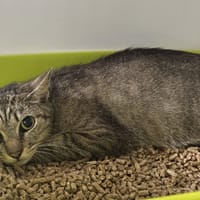Briska, chatte à adopter