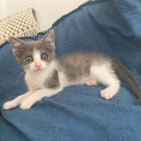 SASI, chatte à adopter