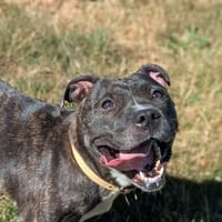 TIKA, chienne à adopter