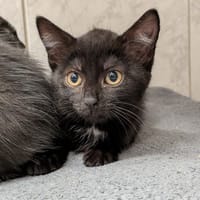 AMBRE, chatte à adopter