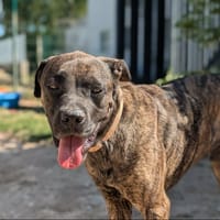 JAMES, chien à adopter