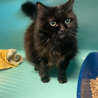 ISIS, chatte à adopter