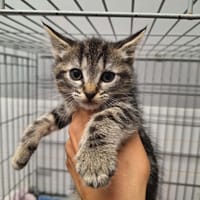 COQUILETTE, chatte à adopter