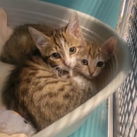 EUREKA, chatte à adopter