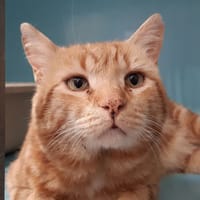 Gombo, chat à adopter