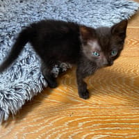 KATA, chat à adopter