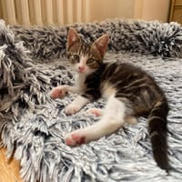 LIBUNGA, chatte à adopter