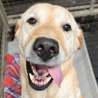 BINOUZE, chien à adopter