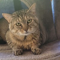 FAUST, chat à adopter