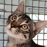 COCO, chat à adopter