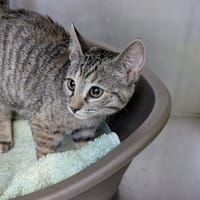 NORI, chatte à adopter