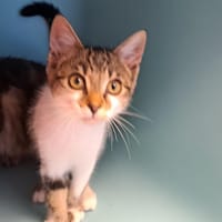 MESSIE, chatte à adopter