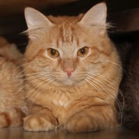 KIWI, chat à adopter