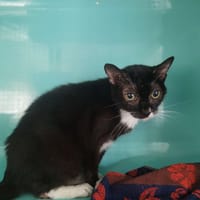 HEIDI, chatte à adopter